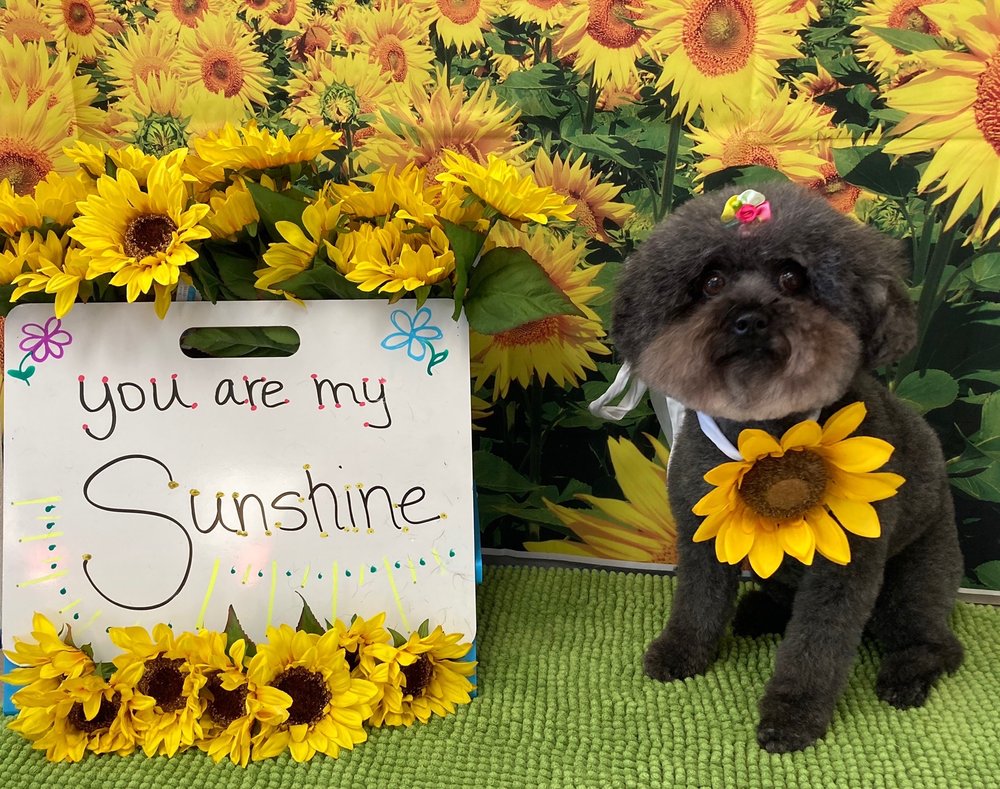 PET LOCKS GROOMING Updated June 2024 5218 Woodway Dr, Fort Worth