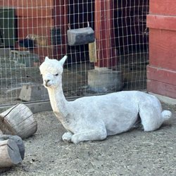 Alpaca