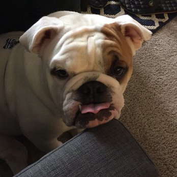Bulldog Territory - "Here's the cutest face I know to make. Give me some blueberries". - Pet Breeders Near Me