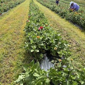 Browder's Fresh Pickin's - Pick Your Own Farms Near Me - Smithfield, Virginia Browder's Fresh Pickin's - Pick Your Own Farms Near Me - Smithfield, Virginia