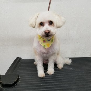 Happy Pet Grooming - After - Pet Groomers Near Me - Anaheim, California