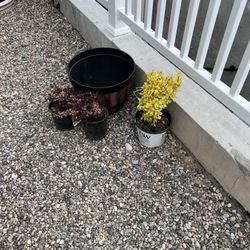 Lowe's Home Improvement