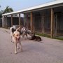 Photo of Four Paws Inn