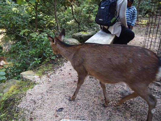 Momijidani Park by null