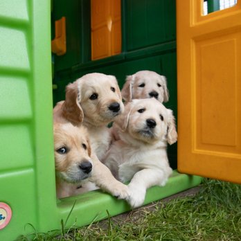 Project K9 - Pet Training Near Me Project K9 - Pet Training Near Me
