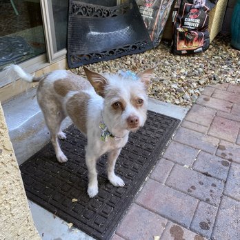 Fancy Fur 'n Purr - Jazz after her spa day. - Pet Groomers Near Me - Chandler, Arizona