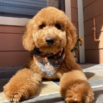 house trained dogs for sale