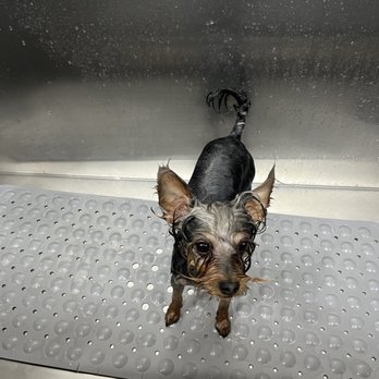 Dog Supplies Outlet - Pet Stores Near Me - Henderson, Nevada Dog Supplies Outlet - Pet Stores Near Me - Henderson, Nevada