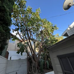 L&P Tree Service