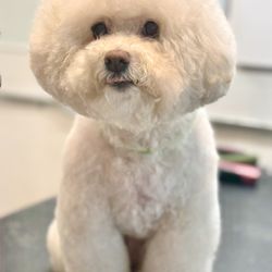 Button Nose Grooming & Pet Supply - Cookie B /asian fusion /bichon head/ maltipoo