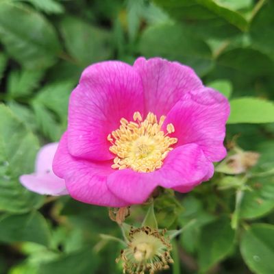 Malibu Creek State Park by null