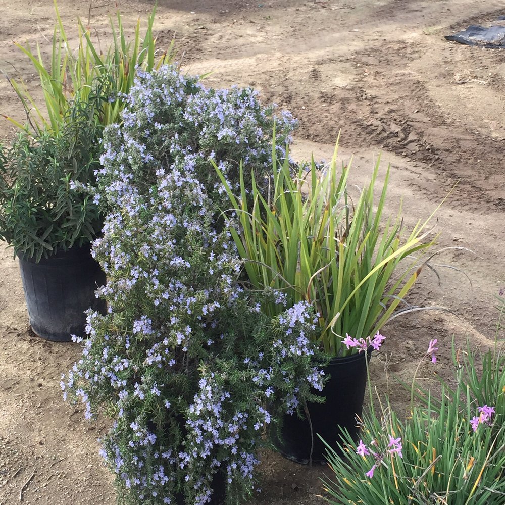 Promised Land Nursery - Rosemary and ornamental grass - Nurseries & Gardening Near Me - Sun City, California