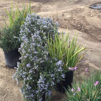 Promised Land Nursery - Rosemary and ornamental grass - Nurseries & Gardening Near Me - Sun City, California