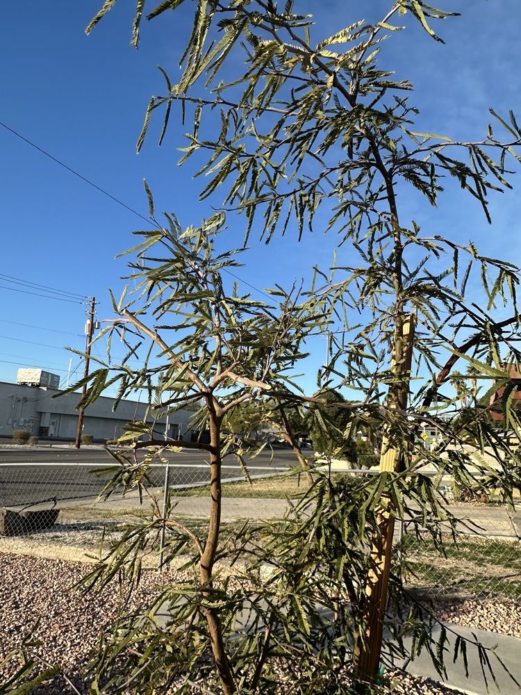 Ruben's Lawn Service - tree service in Las Vegas, NV