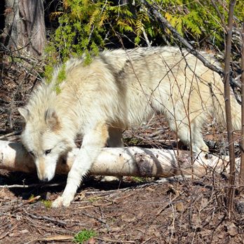 Wolf People - Another beautiful wolf at Wolf People. - Animal Shelters Near Me - Cocolalla, Idaho Wolf People - Another beautiful wolf at Wolf People. - Animal Shelters Near Me - Cocolalla, Idaho