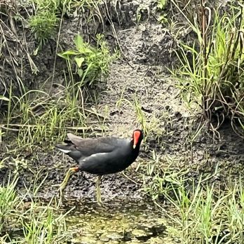 T-Rex Trail - Parks Near Me - Boca Raton, Florida