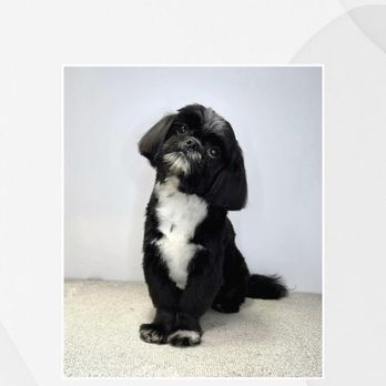 Leidy's Happy Tails - Our baby's first hair cut - Pet Groomers Near Me Leidy's Happy Tails - Our baby's first hair cut - Pet Groomers Near Me