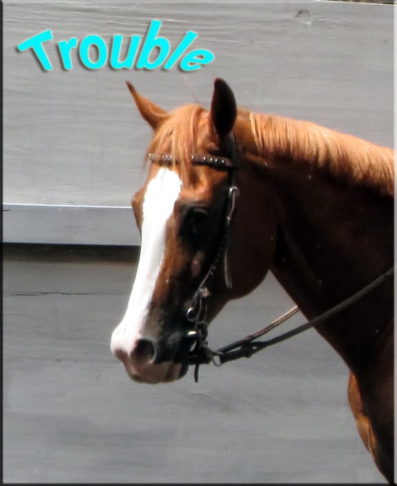 Saddle Up Riding Club - equestrian in Pinellas Park, FL