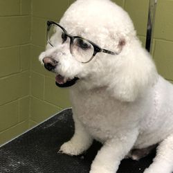Petable Expressions - Great Groomers. Amazing Spa. Stunning Results.
