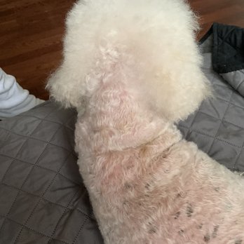 Petco - Random chunk of hair out of his head - Pet Training Near Me - Knoxville, Tennessee Petco - Random chunk of hair out of his head - Pet Training Near Me - Knoxville, Tennessee
