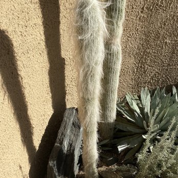 Tucson Botanical Gardens - A hairy looking cactus - Botanical Gardens Near Me - Tucson, Arizona Tucson Botanical Gardens - A hairy looking cactus - Botanical Gardens Near Me - Tucson, Arizona