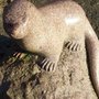 Photo of Otter