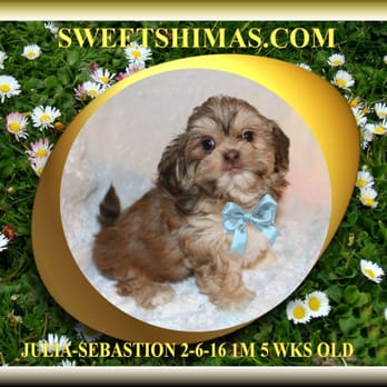 Sweet Shimas - Beautiful dogs. - Pet Breeders Near Me - Deer Park, Washington