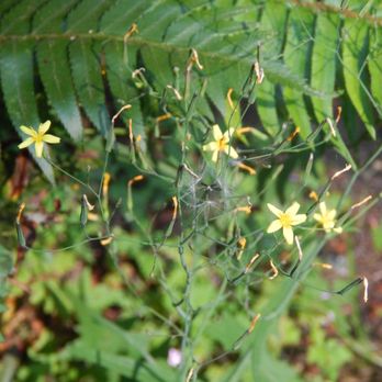 Bridle Trails State Park - Tiny yellow flowers. - Parks Near Me - Kirkland, Washington