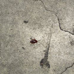 Greyhound Bus Lines - Roach crossing the floor in the Greyhound station