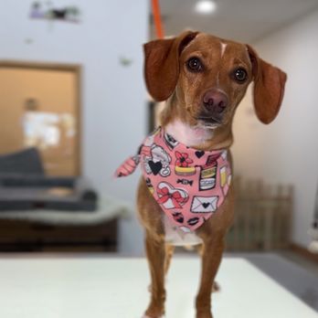 Grooming Tailz - Pet Groomers Near Me - Riverside, California