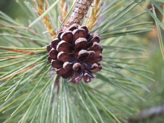 Tropical Greenhouse by null