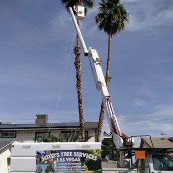 Soto’s Tree Services - Professional work - Tree Services Near Me Soto’s Tree Services - Professional work - Tree Services Near Me