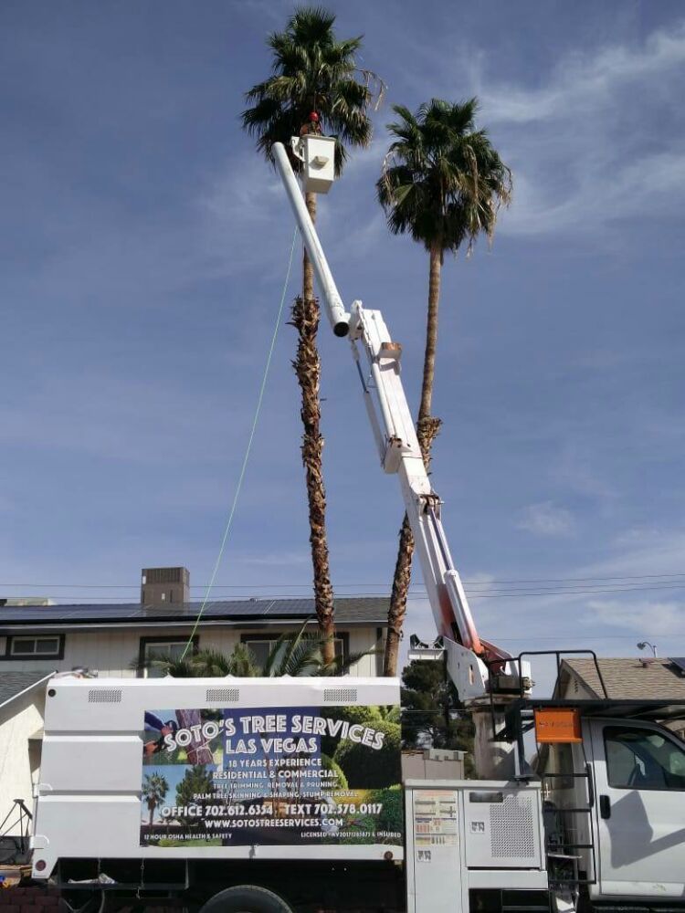 Soto’s Tree Services - tree service in Las Vegas, NV