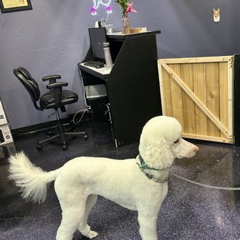 Lisa’s Pet Salon - Pet Groomers Near Me - Salem, Oregon Lisa’s Pet Salon - Pet Groomers Near Me - Salem, Oregon