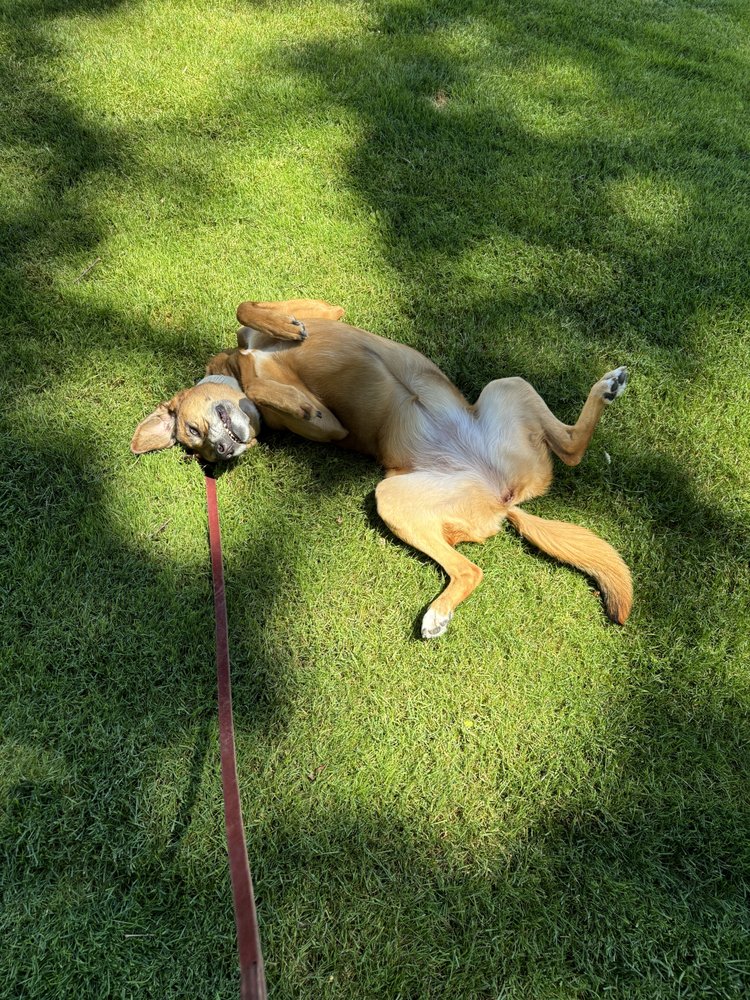 Paws R Us - social services organization in Bridgeport, CT