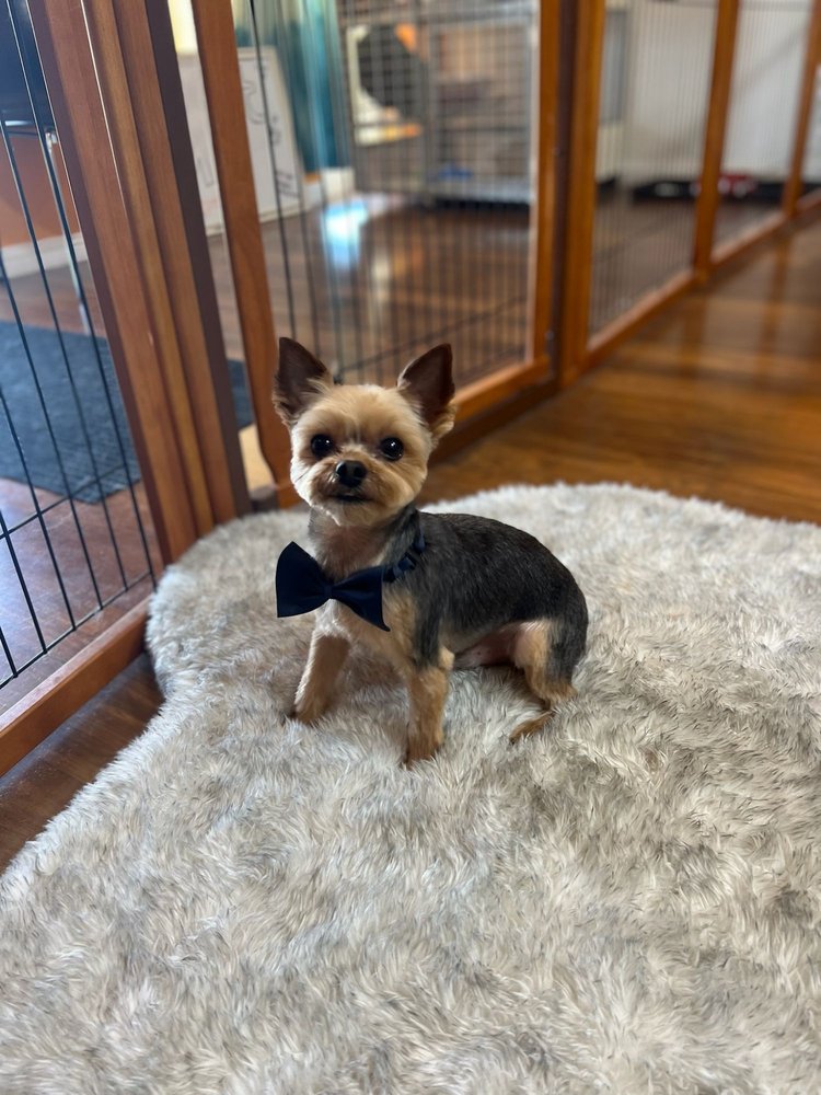 SOLANO’S ULTIMUTT GROOMING Updated May 2024 25 Photos 177 Leisure