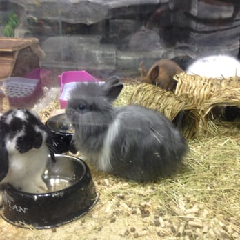 Quadrio - Bunnies just in! :) - Shopping Centers Near Me - Prague, Puerto Rico