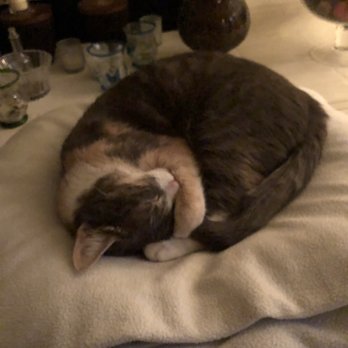 Joybound - Very happy kitty and we love her to bits - Animal Shelters Near Me - Walnut Creek, California Joybound - Very happy kitty and we love her to bits - Animal Shelters Near Me - Walnut Creek, California
