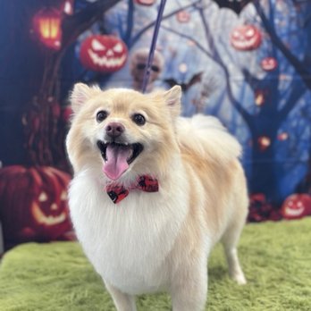 Nalas Grooming - Pet Groomers Near Me - Murrieta, California Nalas Grooming - Pet Groomers Near Me - Murrieta, California