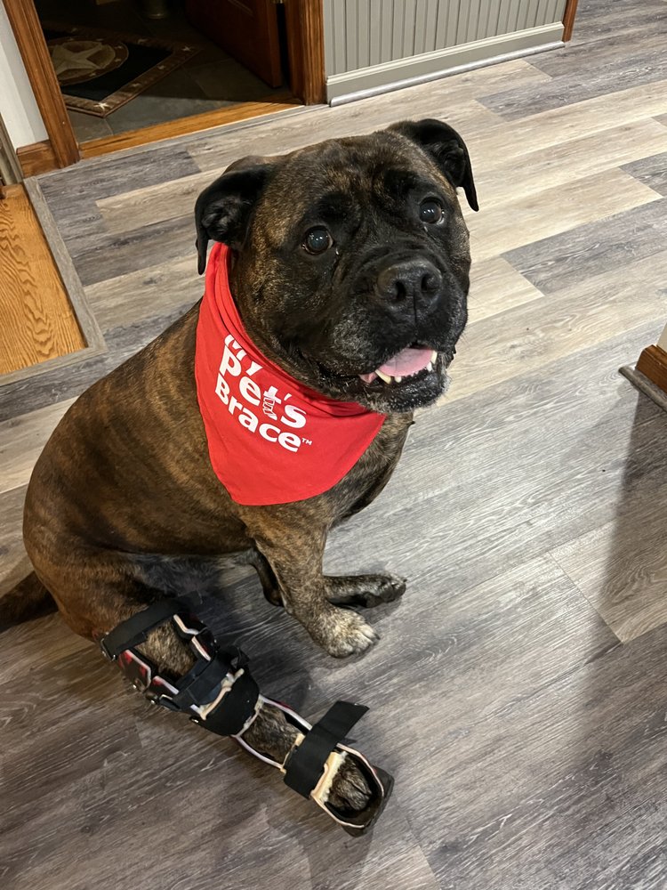 My Pet's Brace - New Jersey Image