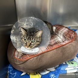 This is my beautiful cat wearing a dirty cone from this horrid place. This photo was taken at her regular vet. This is my beautiful cat wearing a dirty cone from this horrid place. This photo was taken at her regular vet.