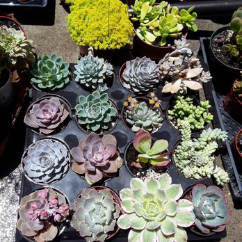 Amalia's Succulents - Nurseries & Gardening Near Me - Vista, California