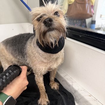 Dapper Dog Spa - During lol - Pet Groomers Near Me - Whittier, California Dapper Dog Spa - During lol - Pet Groomers Near Me - Whittier, California