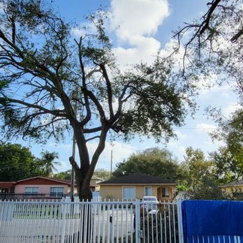 Javier Landscaping - a tree in a residential area - Landscaping Near Me