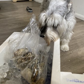 D&D SEAFOOD - Our dog Briscuit (Chadol) inspecting the goods. - Seafood Markets Near Me - Westminster, California D&D SEAFOOD - Our dog Briscuit (Chadol) inspecting the goods. - Seafood Markets Near Me - Westminster, California
