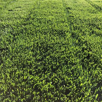 Prime Design Landscaping & Construction - a freshly mowed lawn - Masonry/Concrete Near Me - Hemet, California Prime Design Landscaping & Construction - a freshly mowed lawn - Masonry/Concrete Near Me - Hemet, California