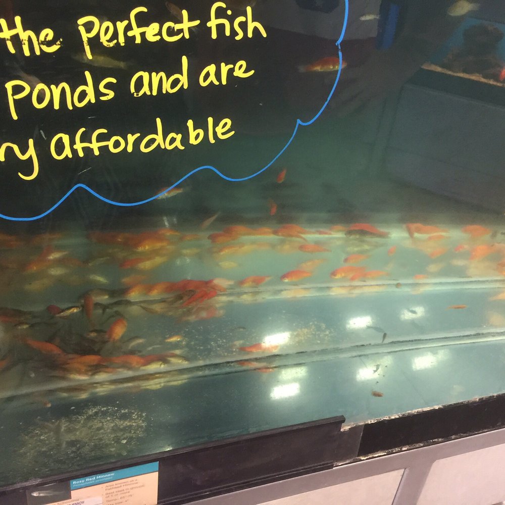Petco - Tank full of dead fish - Pet Stores Near Me - Pasadena, California Petco - Tank full of dead fish - Pet Stores Near Me - Pasadena, California