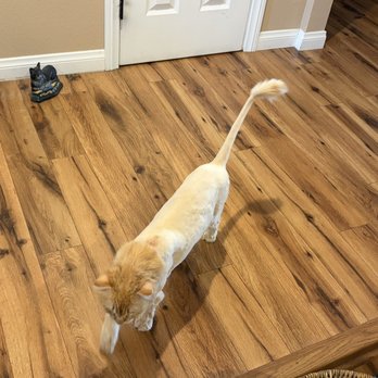 Corina’s Cat Grooming - Our little lion! - Pet Groomers Near Me - San Bernardino, California Corina’s Cat Grooming - Our little lion! - Pet Groomers Near Me - San Bernardino, California