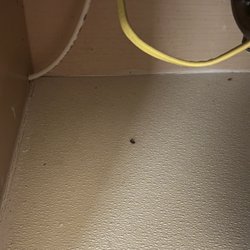 Cockroaches