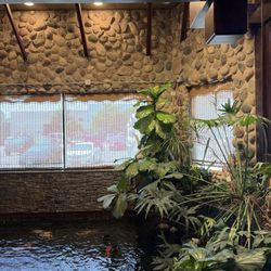 Koi pond